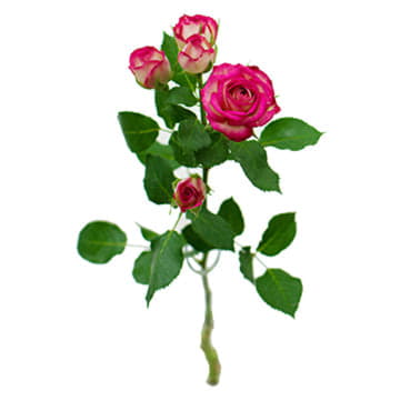 Роза тр халей 70 см Santreyd 24695