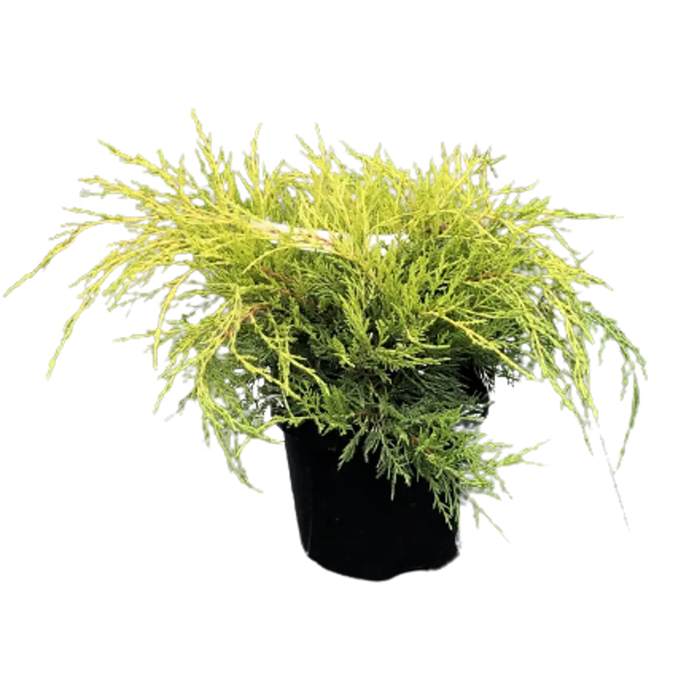 Можжевельник средний Олд Голд ø22 h50 см 84834057 STLM-2141825 PLANTMARKET 