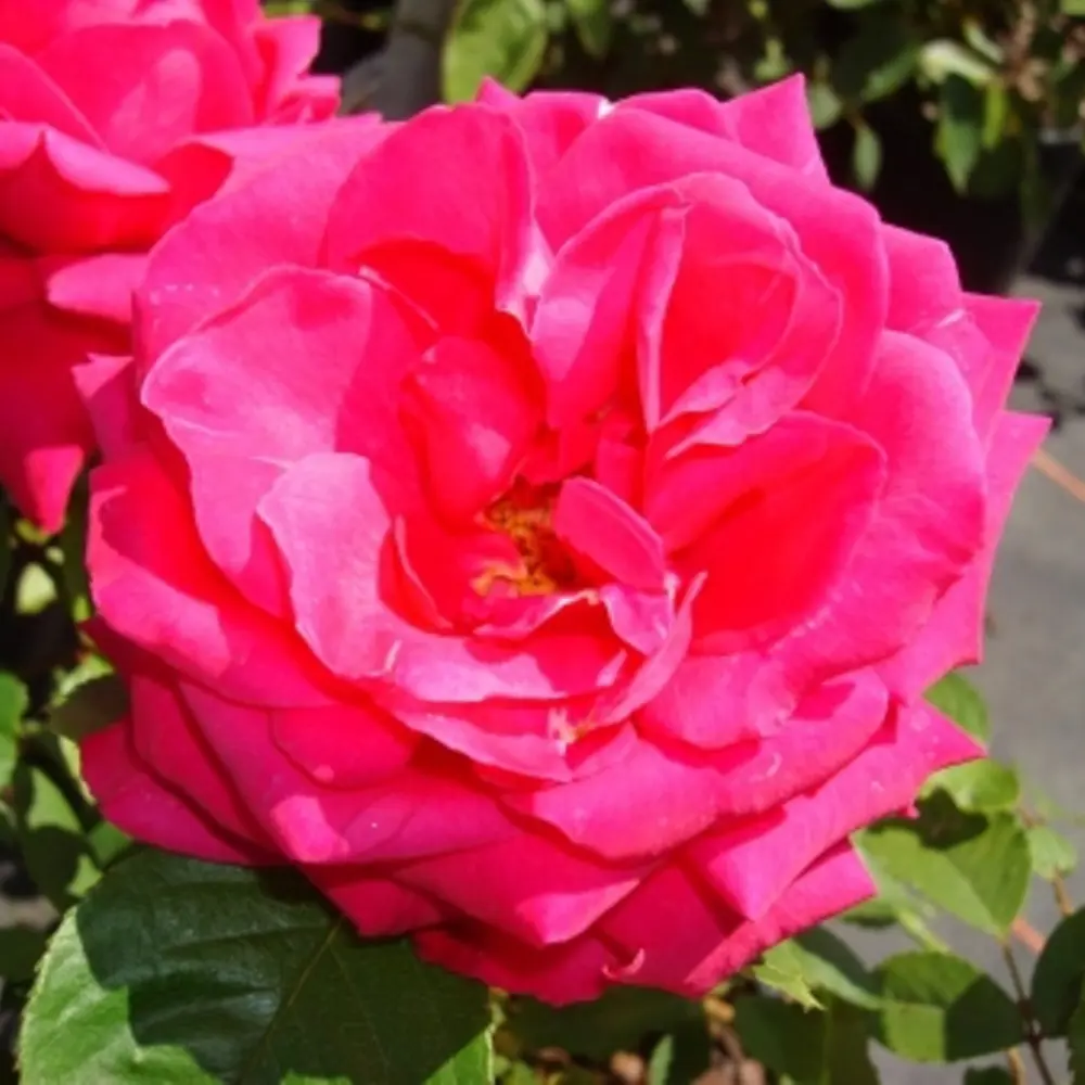 Роза Pink Heidelberg, плетистая, 300 гр. (роз.пакет) 15621854 STLM-2138951 Santreyd  - Вид №3