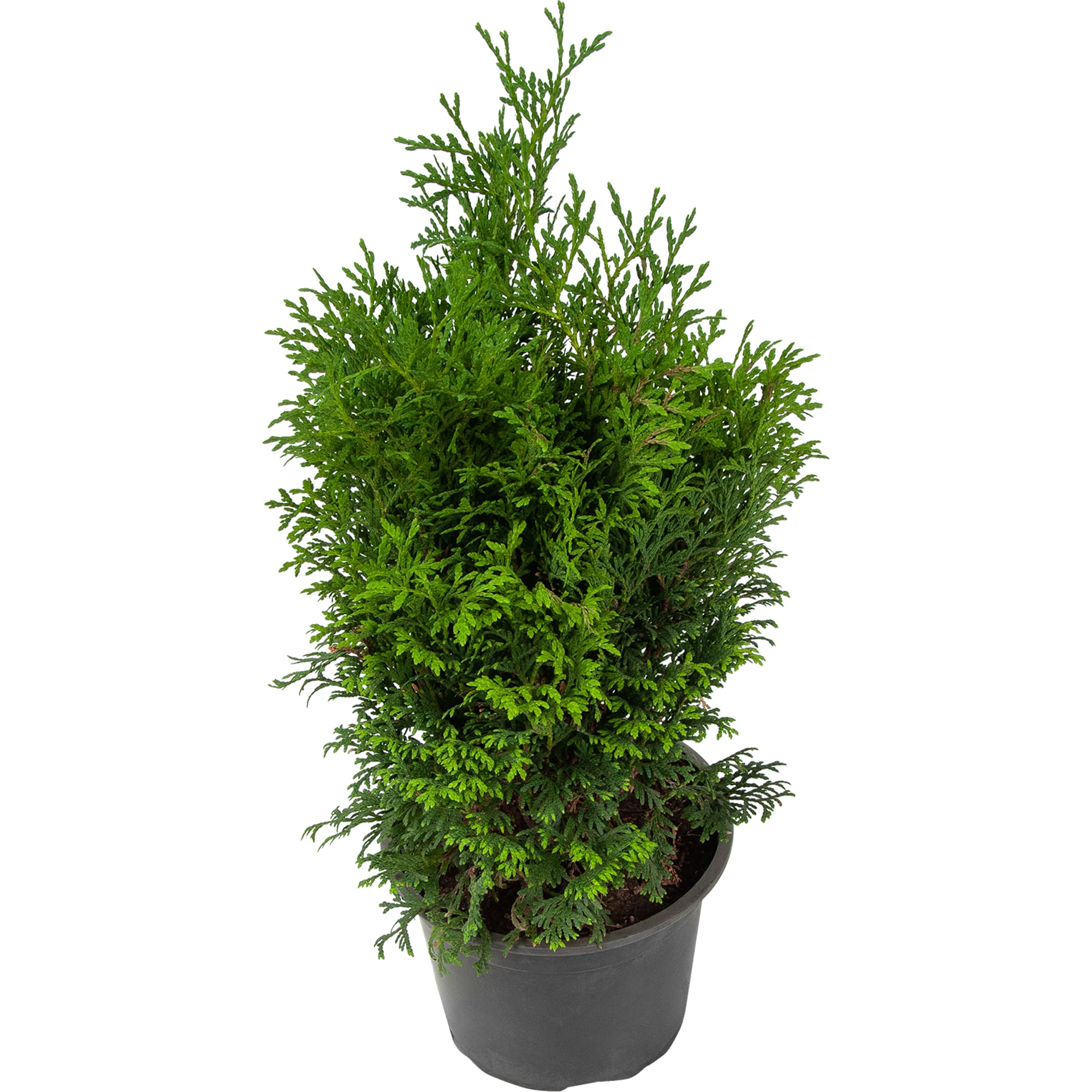 82644372 Туя западная Холмструп h 30-40 см С2/C3 Santreyd 