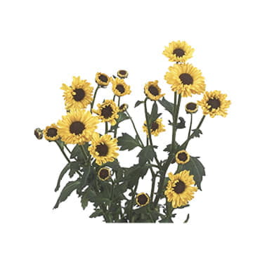 Хризантема са тедча импровед 55 см Santreyd 25033