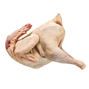 Петух Ломан браун ~2,4 кг