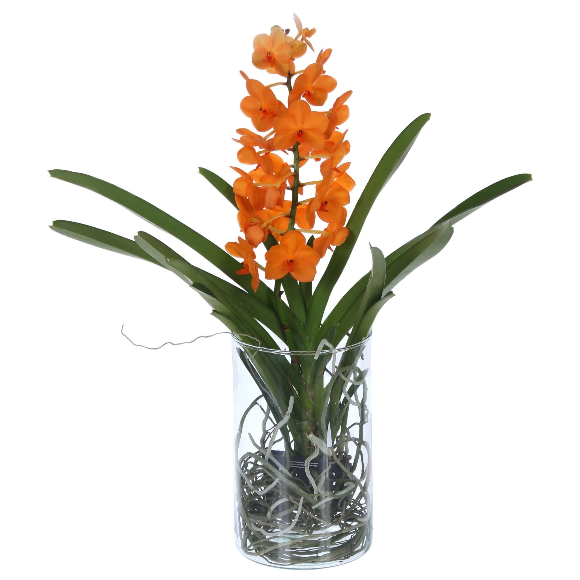 82023613 Орхидея Ванда в стекле ø13 h50 см Santreyd  - Вид №1