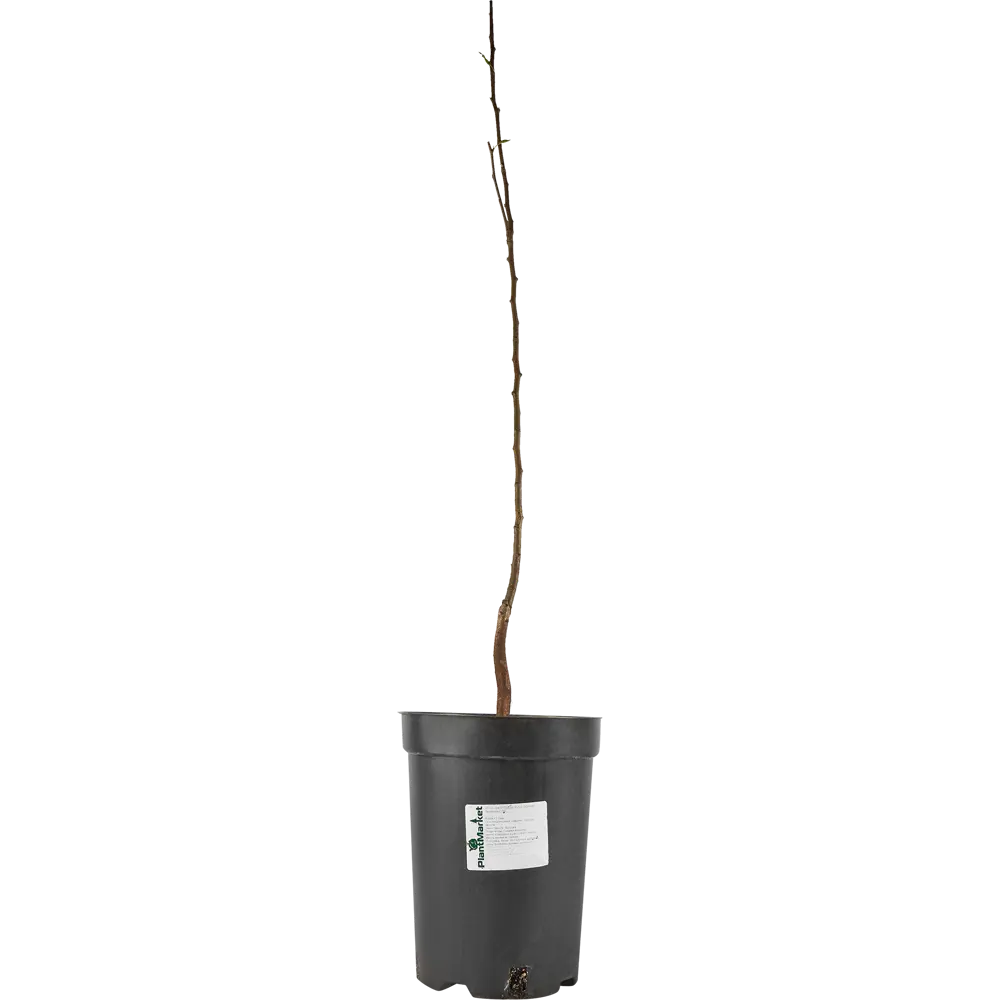 Груша Осенняя Яковлева ø22 h120 см PLANTMARKET STLM-2188529 - Вид №1