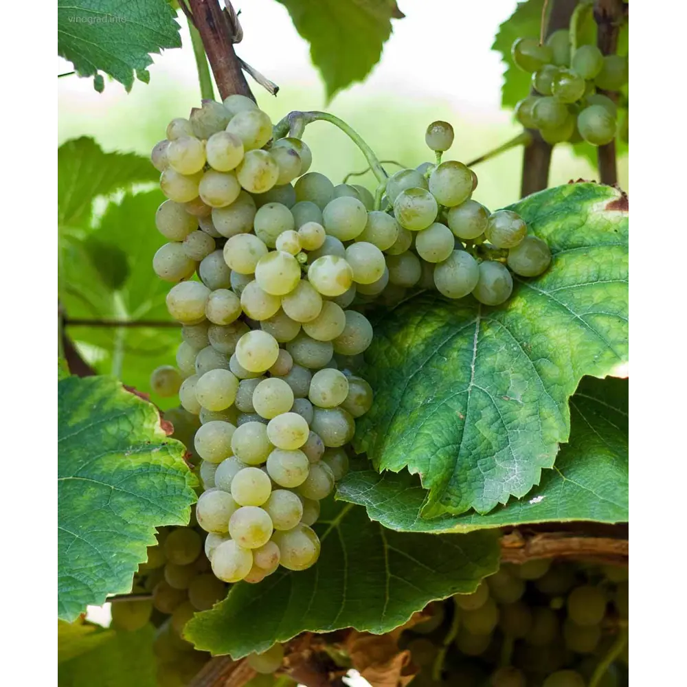 Виноград культурный Солярис 89465396 STLM-2151170 PLANTMARKET 