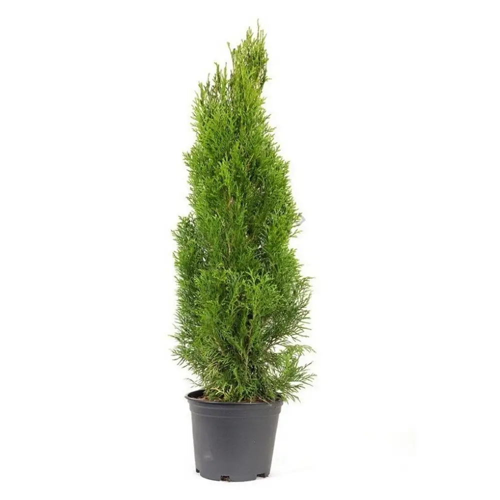 Туя западная Брабант ø19 h20 см 89465497 STLM-2079522 PLANTMARKET  - Вид №1