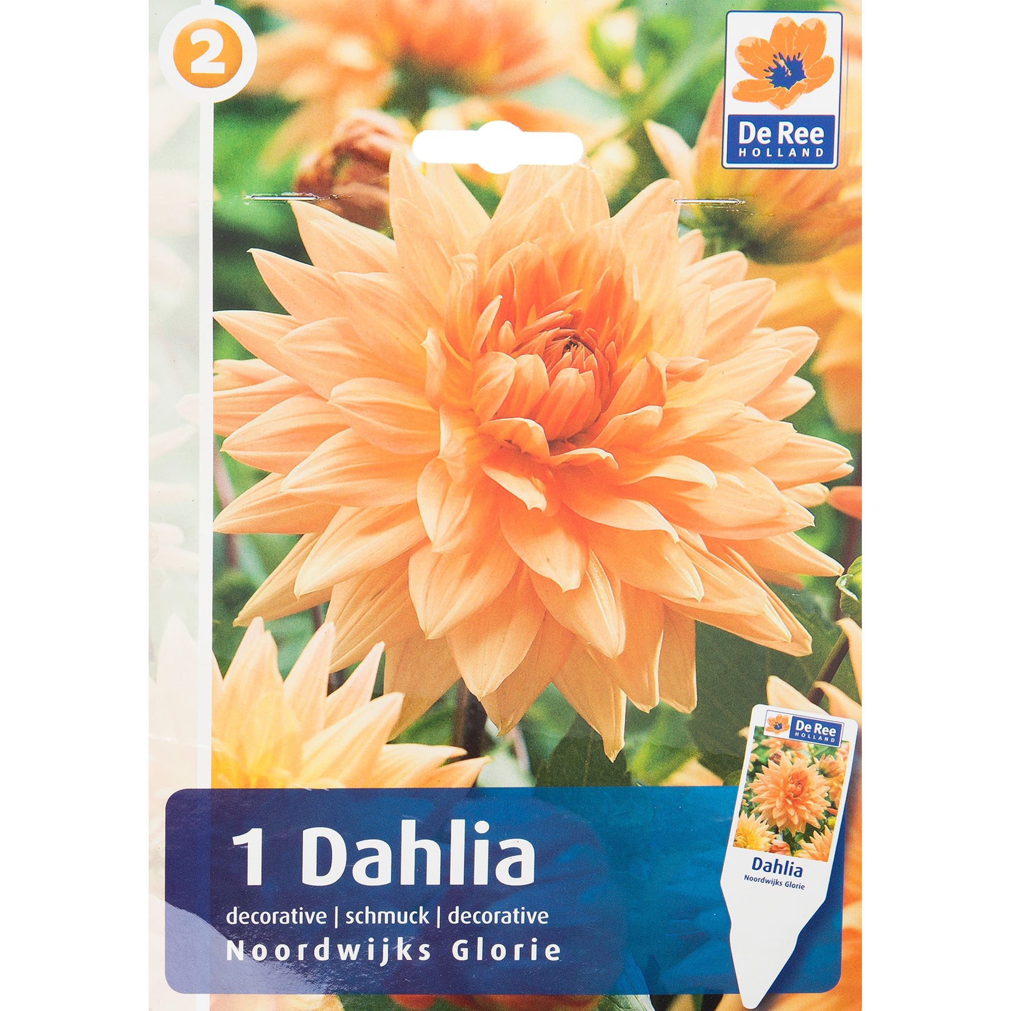 82539301 Георгина декоративная «Нурдвиг Глори» Santreyd 