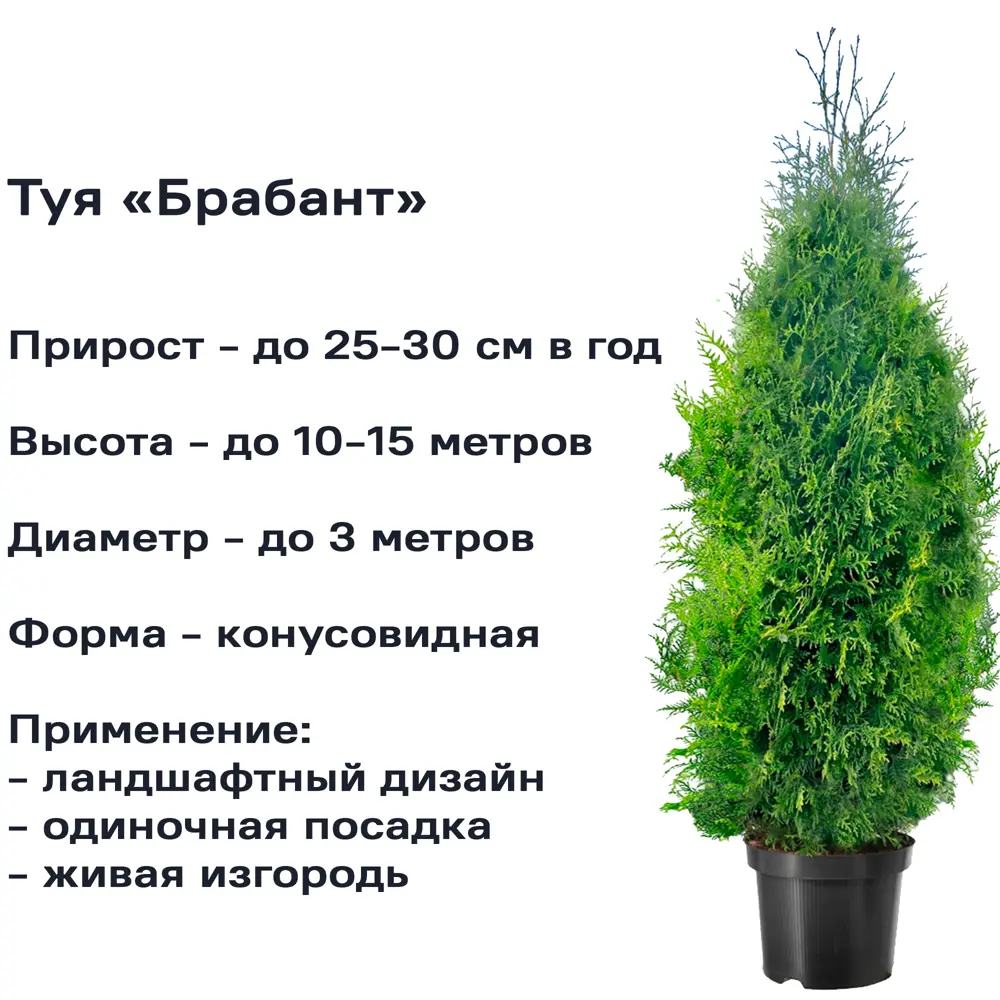 Туя западная «Брабант» С5 100-120 см, цвет зелёный PLANTMARKET STLM-2103913 - Вид №2
