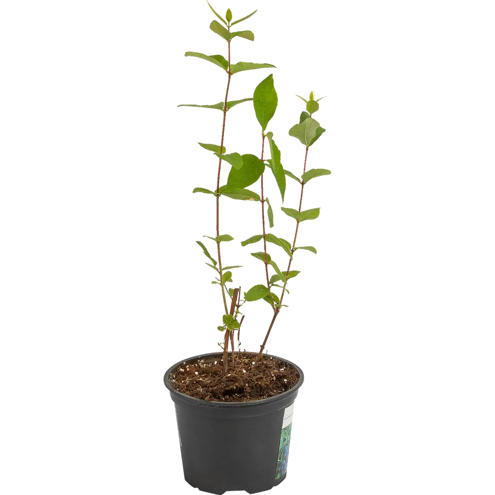 Santreyd Жимолость съедобная - среднеспелый кустарник с обильным плодоношением 18016094 STLM-0009249 - Вид №1