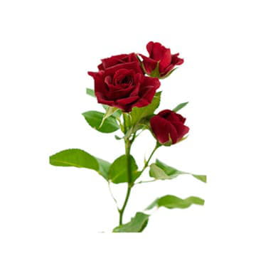 Роза тр рубикон 70 см Santreyd 24688 - Вид №1