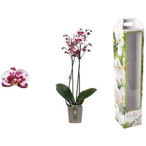 Орхидея Фаленопсис Полька дотс ø12 h65 см