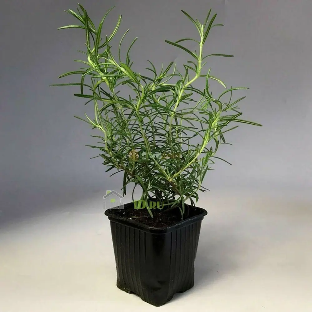 Santreyd Розмарин - средиземноморская ароматная зелень для дома и сада 83248599 STLM-0956335 - Вид №2