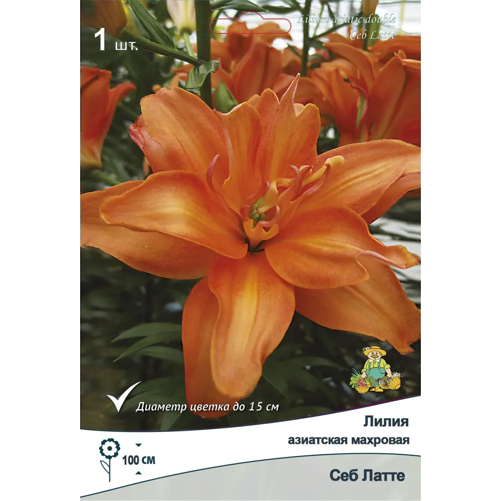 Лилия азиатская махровая Себ Латте ПОИСК STLM-2030403