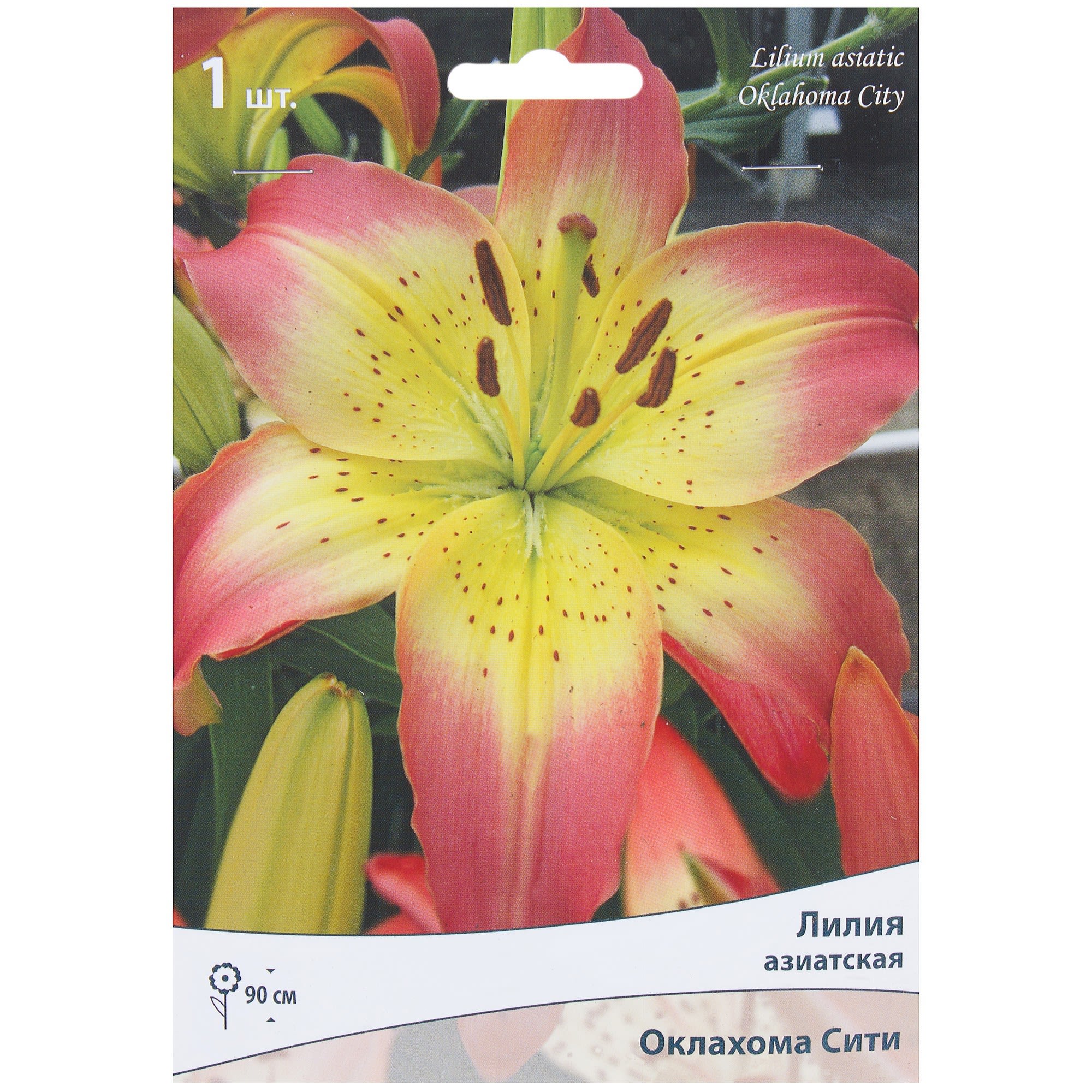 81945462 Лилия азиантская «Оклахома Сити» Santreyd 