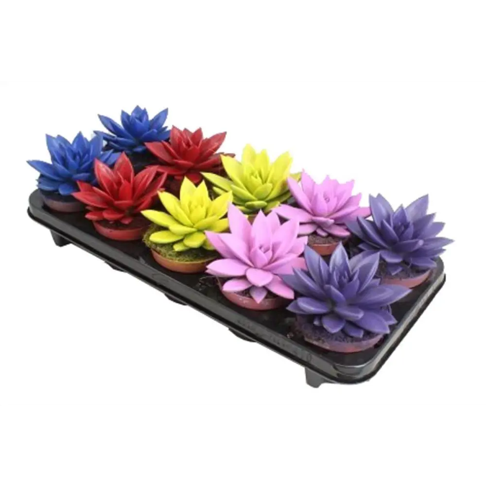 Эхеверия Миранда Рэйнбоу микс - комнатное декоративное растение 89441720 Santreyd STLM-1581607