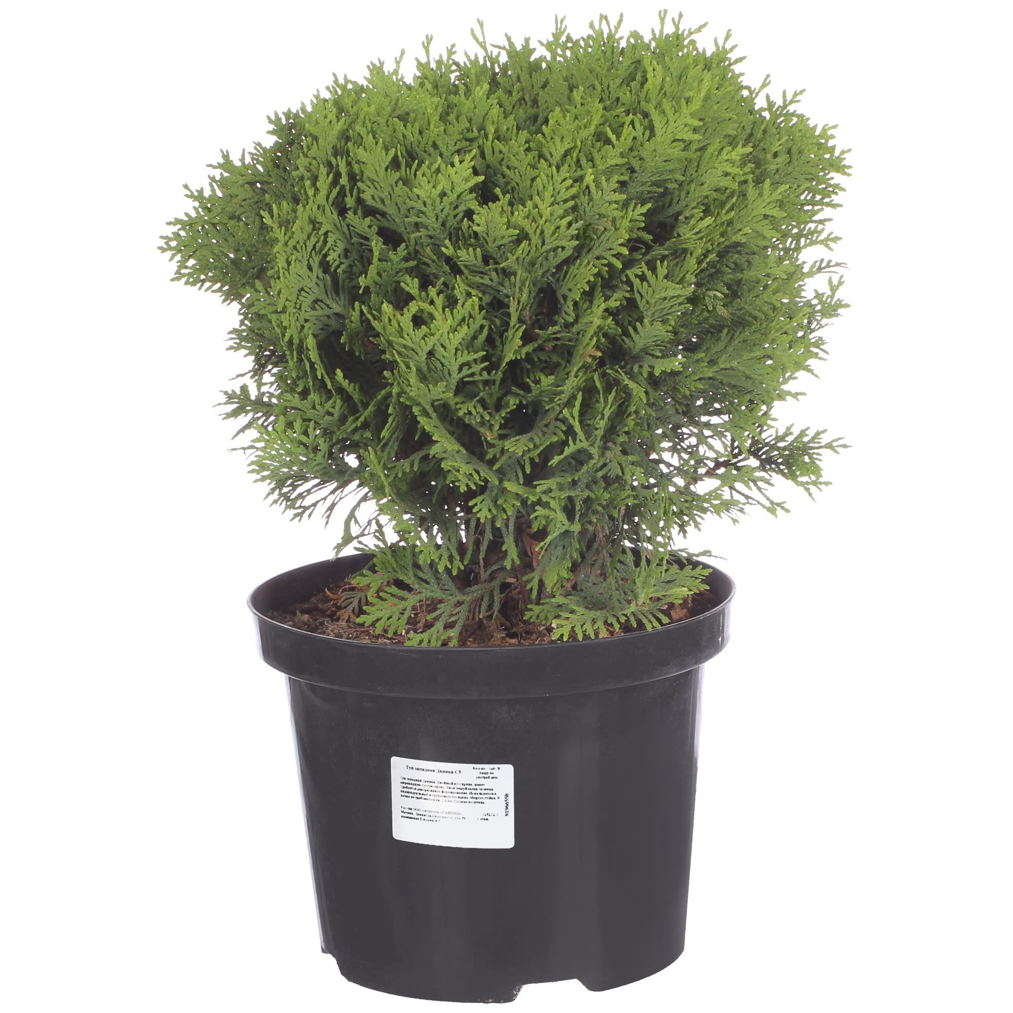 81966558 Туя западная даника С5 Santreyd 