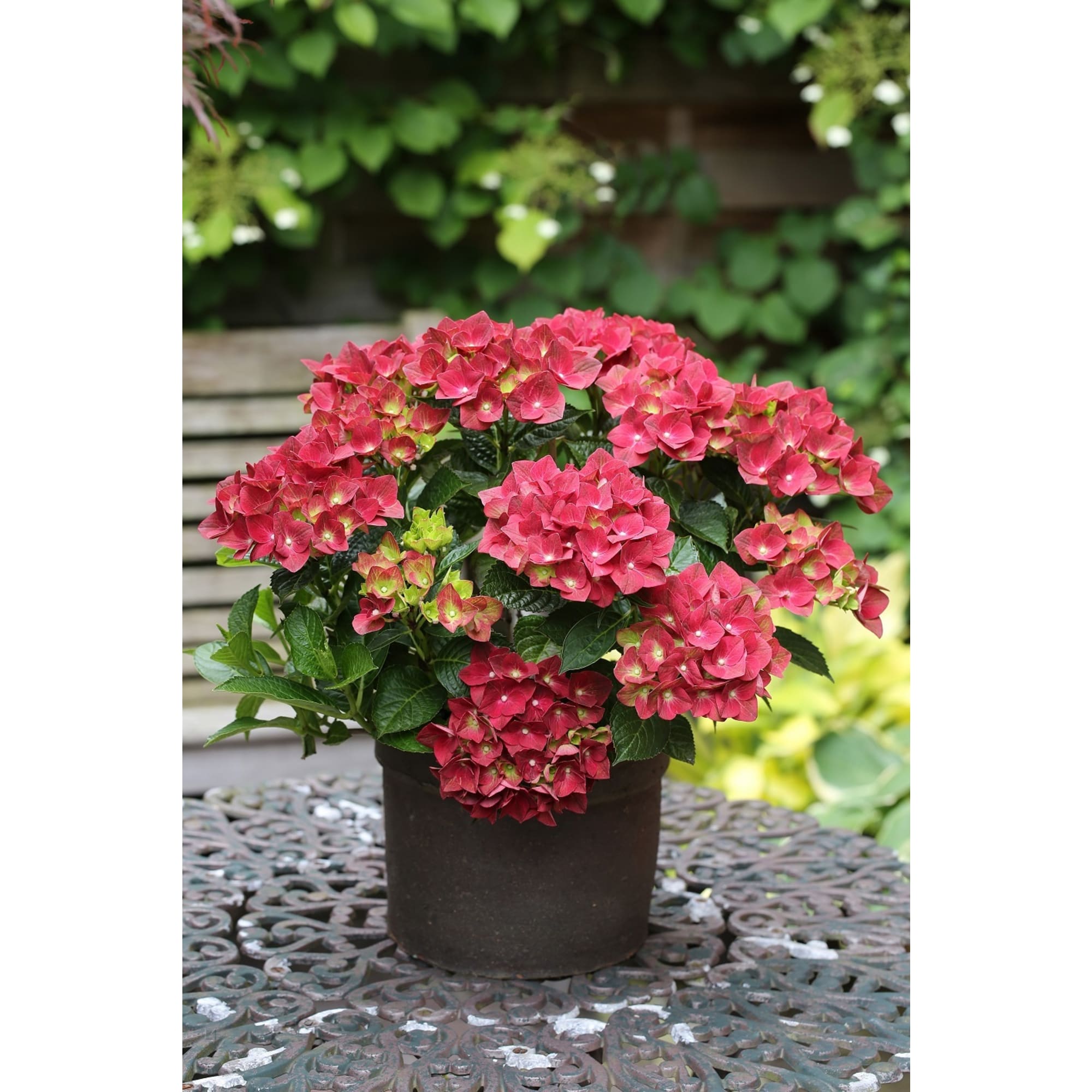 86726621 Гортензия Грин шедоу ред ø23 h30 - 40 см Santreyd 
