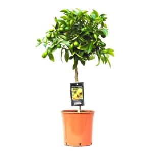 Цитрофортунелла Каламондин комнатное растение ø22 h80 см 89441801