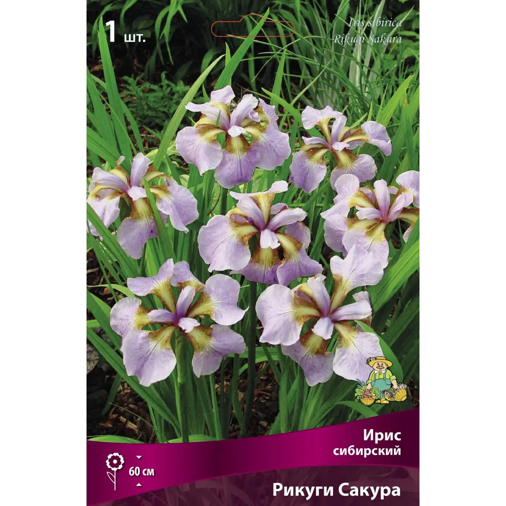 Ирис сибирский Рикуги Сакура ПОИСК STLM-2066165