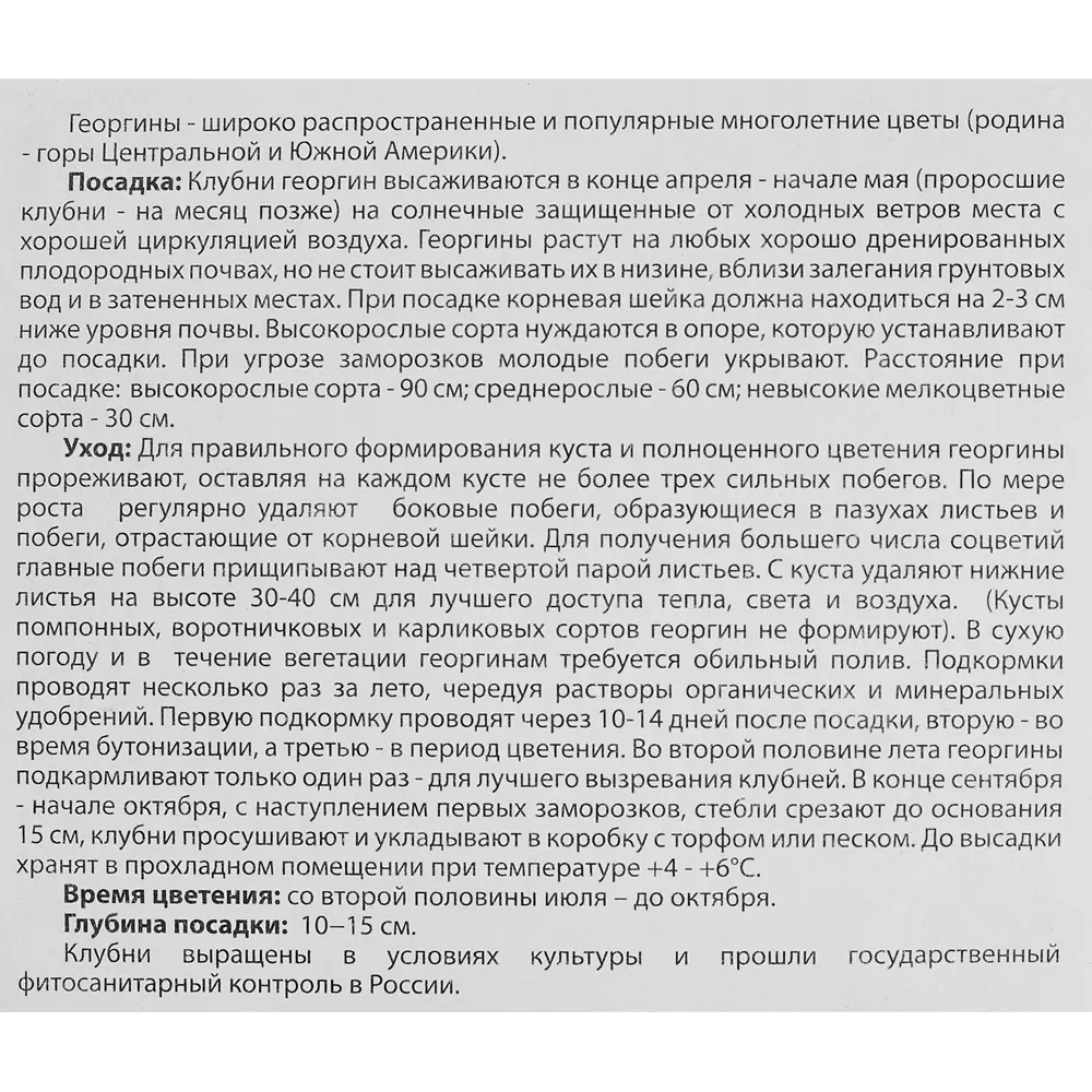 Георгина Фимбриата Грехем Айленд 1 шт BLOOMING LIFE STLM-2001123 - Вид №2
