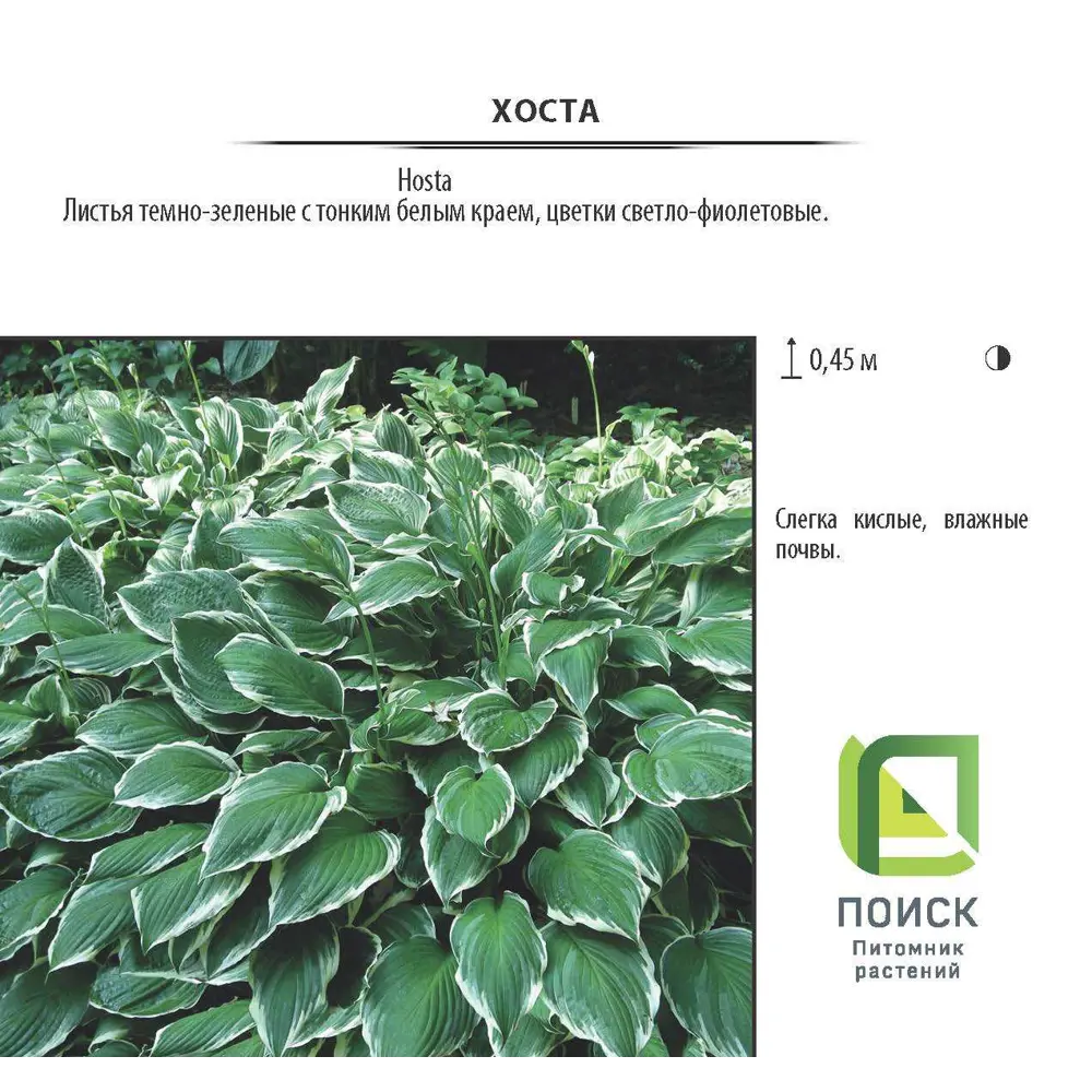 Хоста, контейнер Р9 81968603 STLM-2059428 Santreyd 