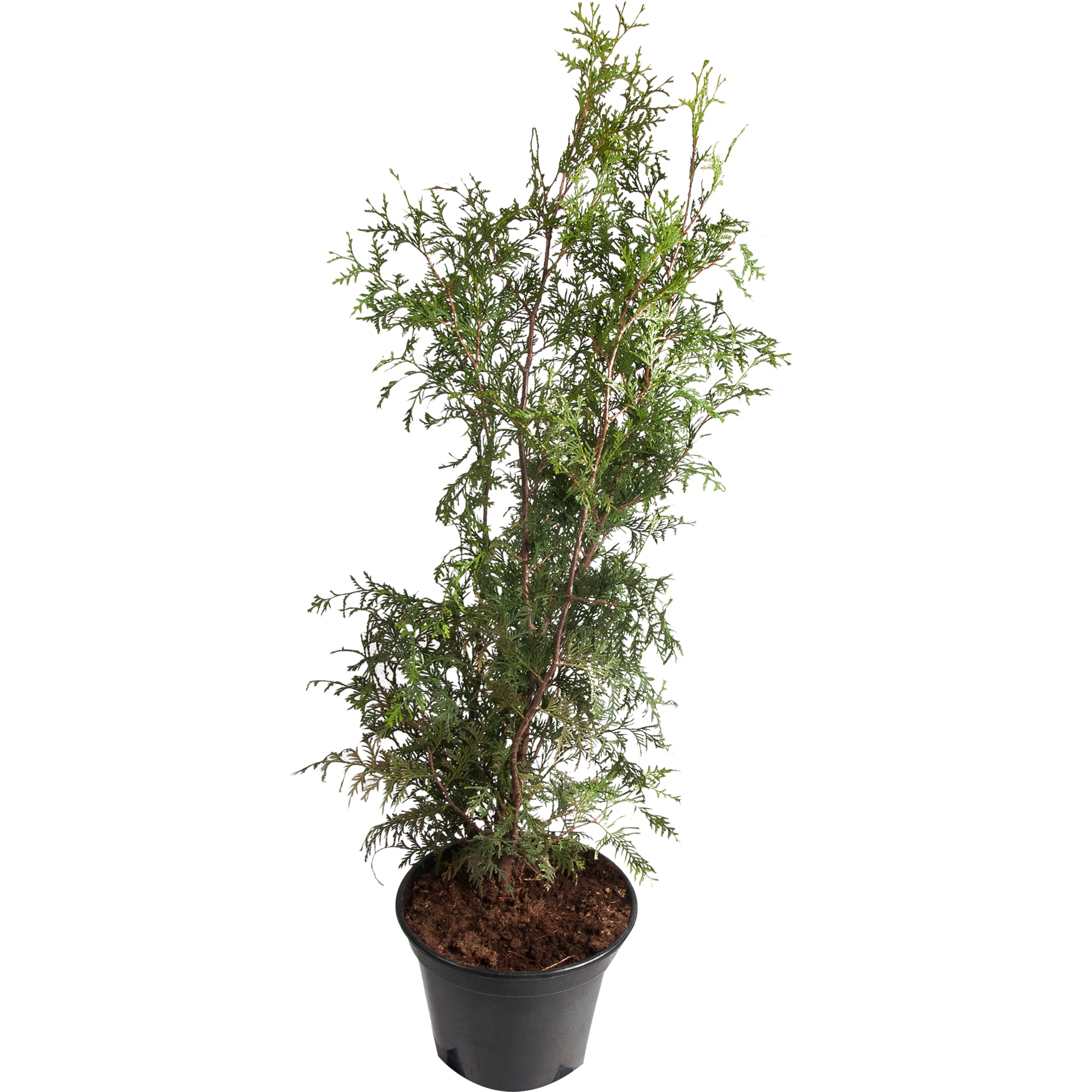 82601684 Туя западная «Брабант» 28x90 см Santreyd 