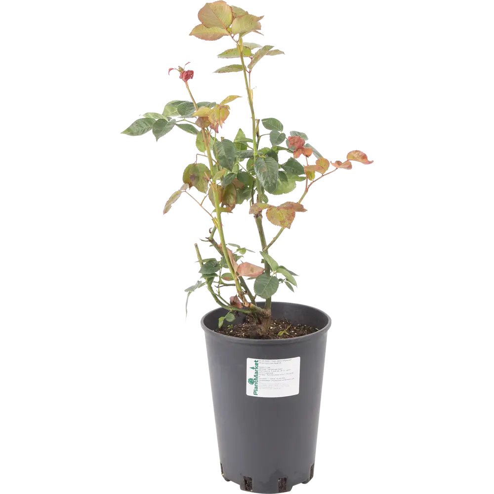 Роза чайно-гибридная «Аква» розовая 24x70 см PLANTMARKET STLM-2099873