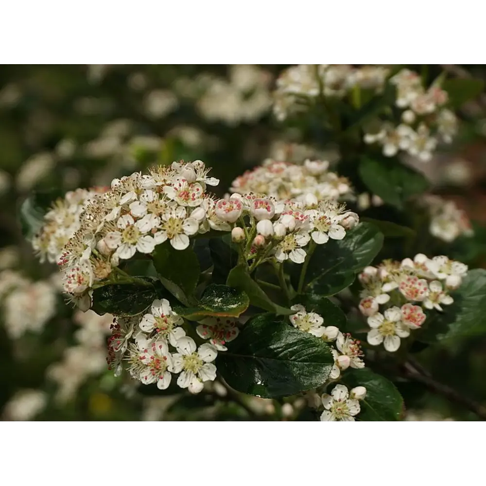 Рябина чёрноплодная Santreyd STLM-2184801 - Вид №3