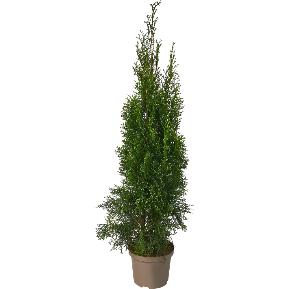 Santreyd Туя западная для живой изгороди 80 см 84429202 STLM-0049926 - Вид №1