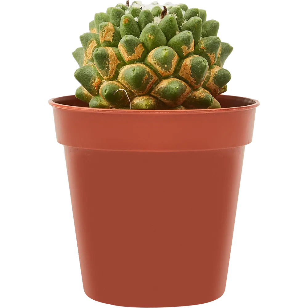 Santreyd Кактус микс - коллекция суккулентов для интерьера 85325012 STLM-0061562 - Вид №2