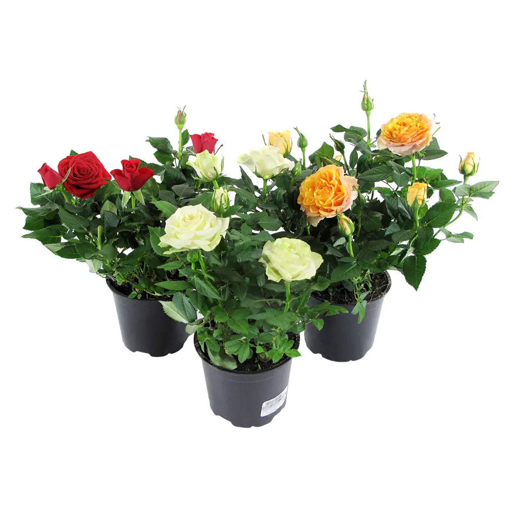 Роза Патио микс 13х30 см 13653895 STLM-2105360 Santreyd 