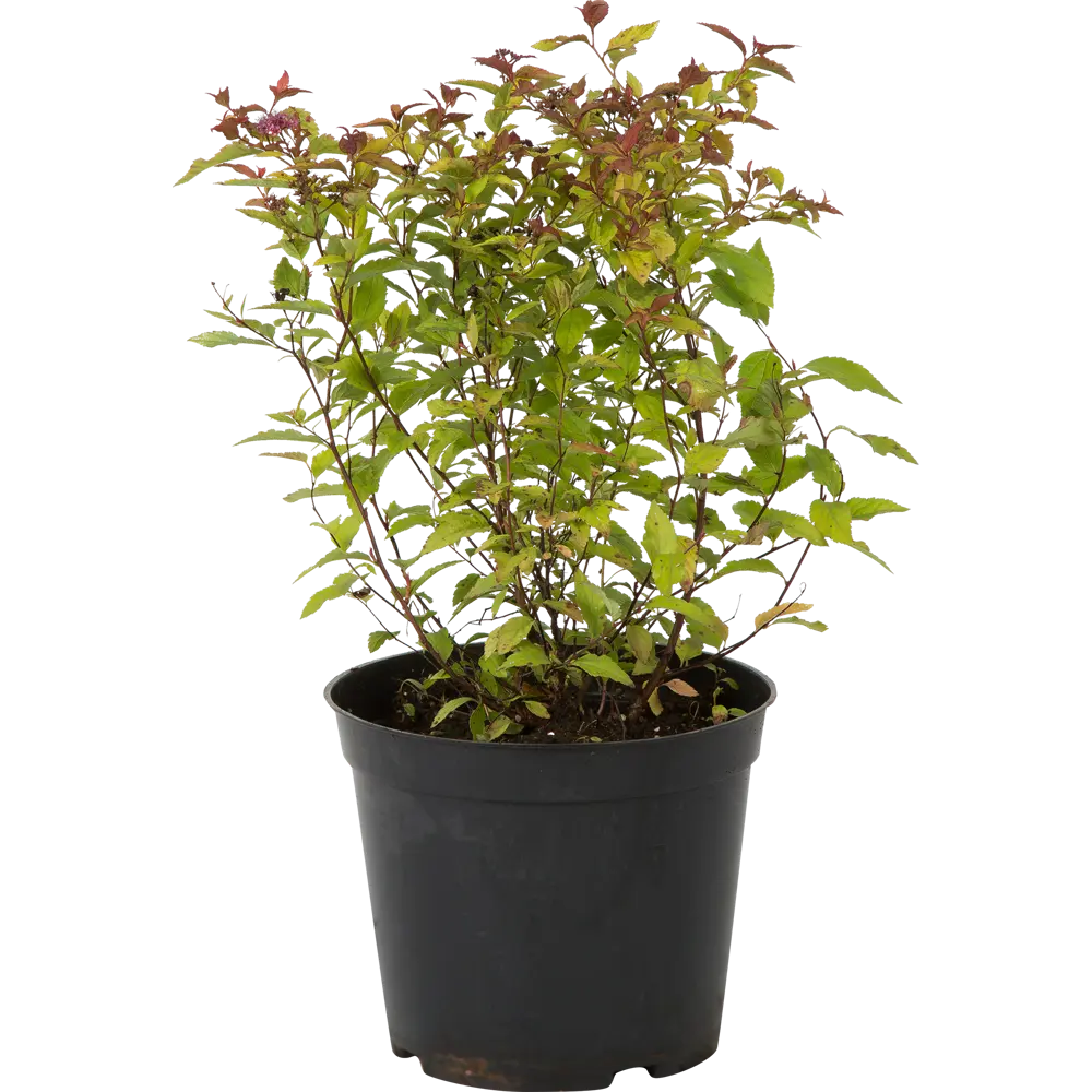 Спирея японская «Файерлайт» C3 20-40 см 82356734 STLM-2161096 PLANTMARKET 