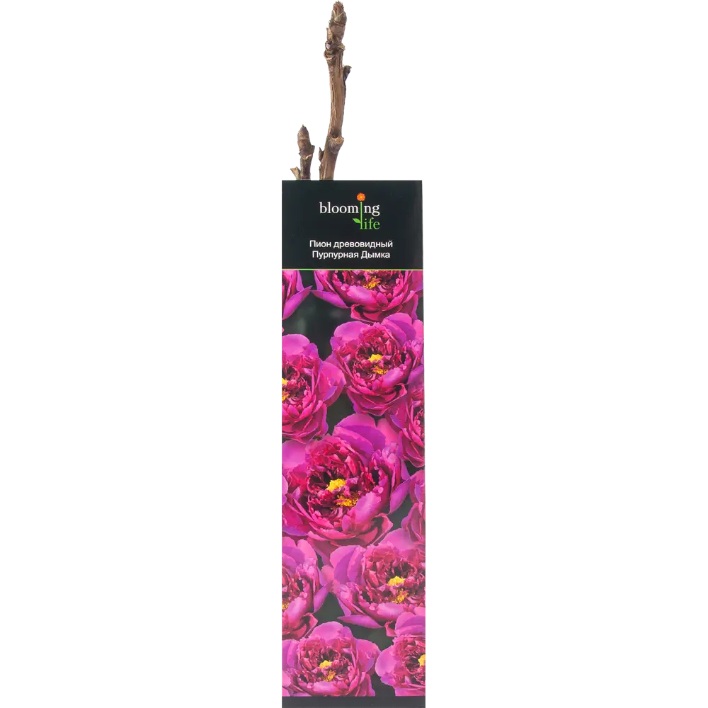 Пион древовидный Пурпурная дымка в тубе BLOOMING LIFE STLM-2095654