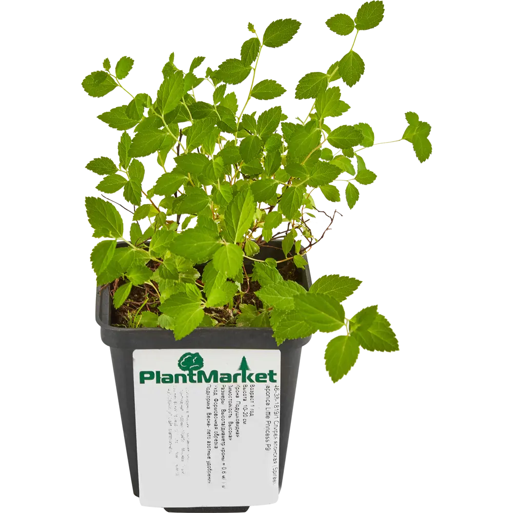 Спирея японская Литл Принцес ø9 h15 см PLANTMARKET STLM-2102060