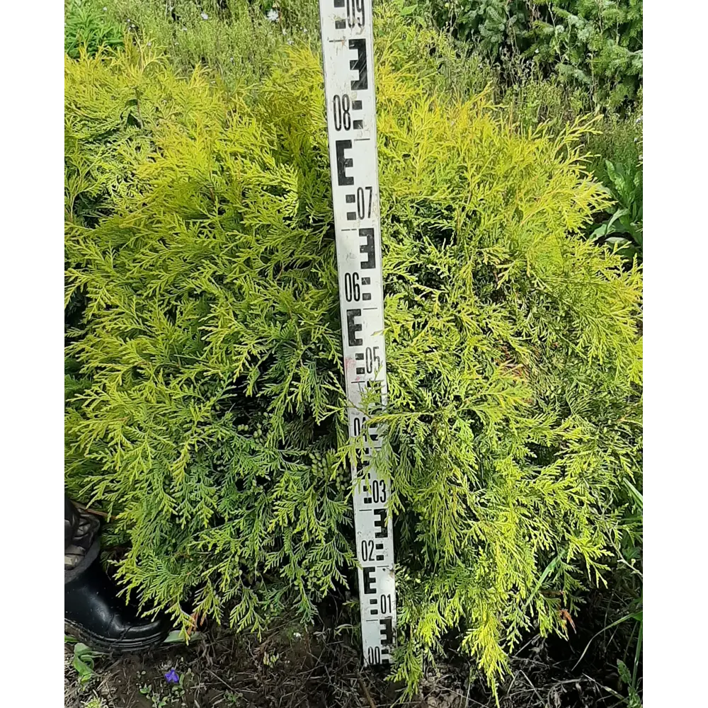 Туя западаная «Голден Глоб» 41x70 см ГАВРИШ STLM-2091163