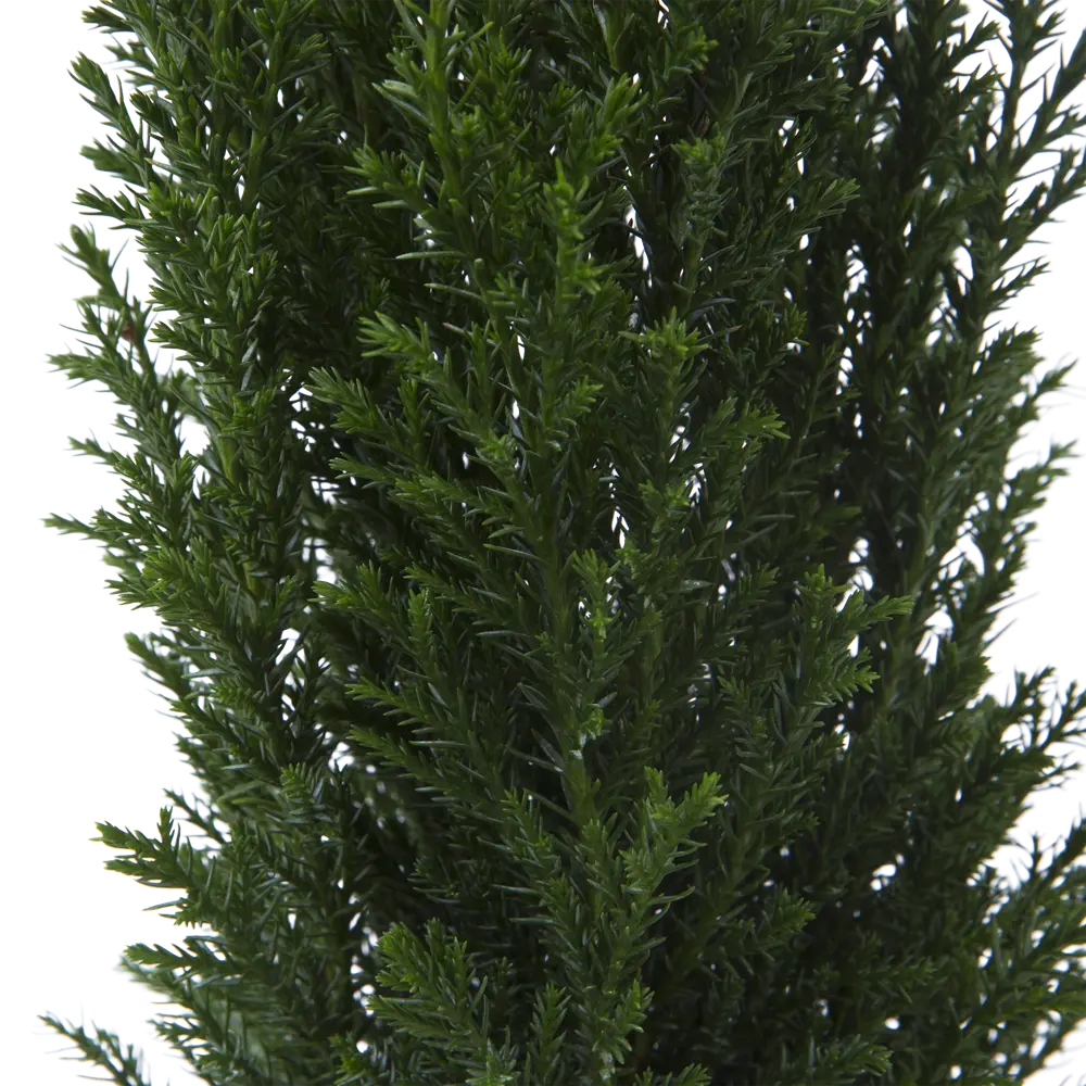 Кипарисовик Элвуди ø9 h20-35 см Деметра Santreyd STLM-2063848 - Вид №1