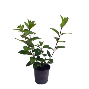 Гортензия метельчатая Vanille Fraise ø15 h35 см 85922141 STLM-2192028