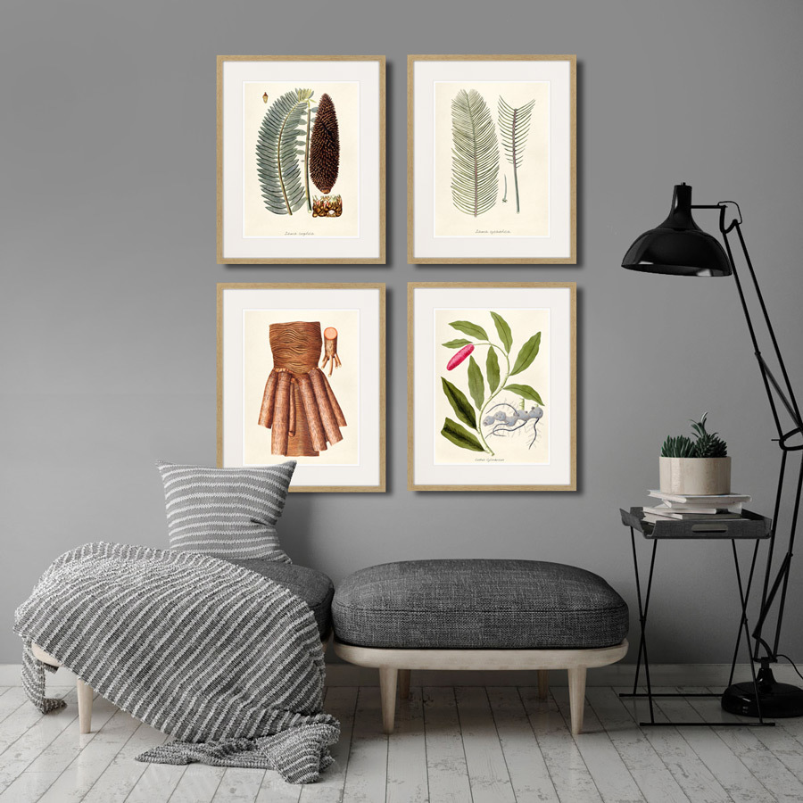 Литография на тонированной бумаге 52х42 см Fragmenta botanica №11, 1809г. КАРТИНЫ В КВАРТИРУ  264318 Белый;коричневый;разноцветный  - Вид №2