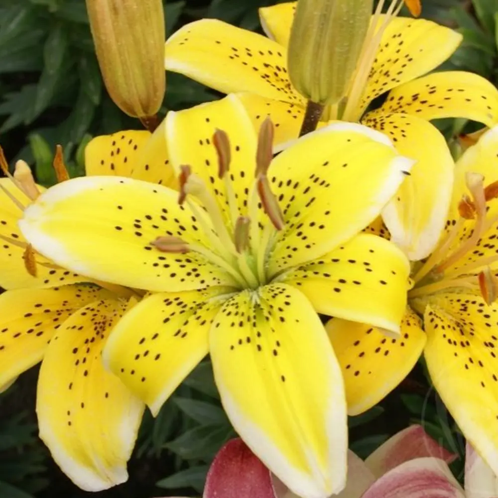 Лилия «Yellow», 12х14 см GEOLIA STLM-2029033
