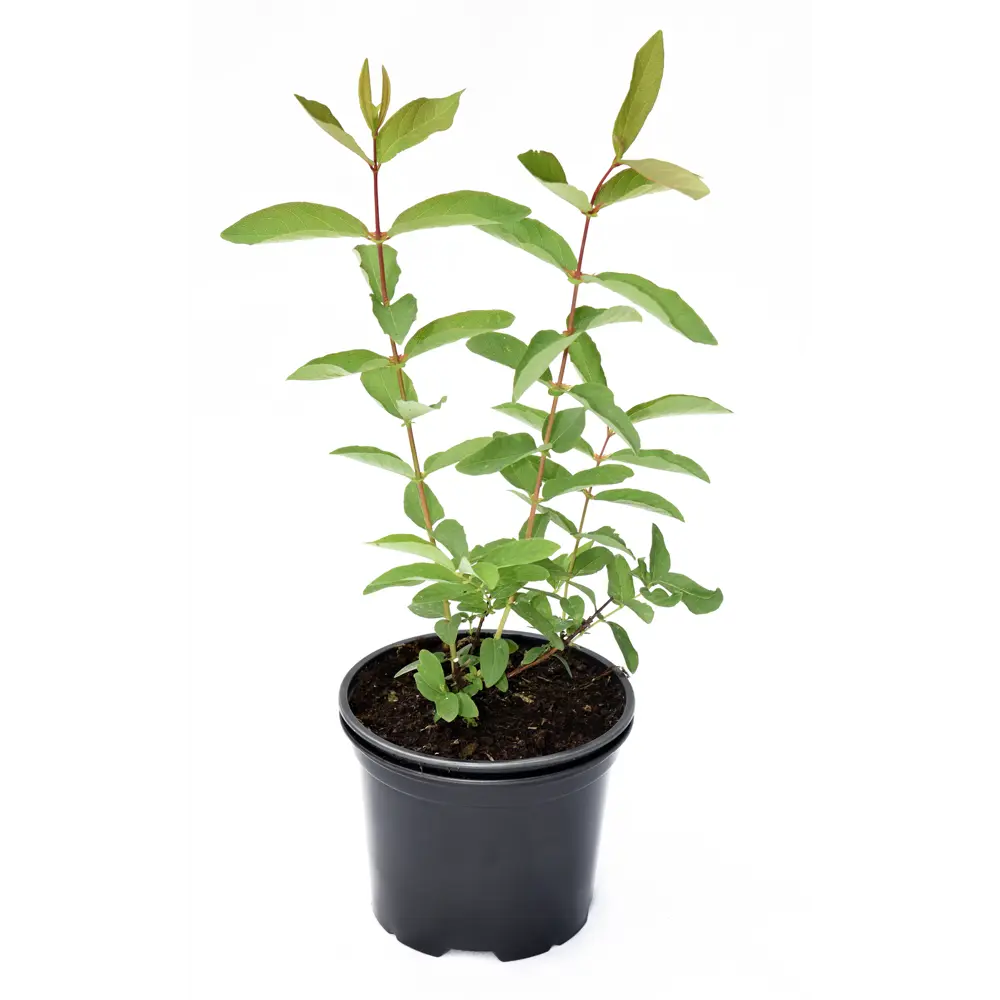 Santreyd Жимолость съедобная микс - саженец для богатого урожая 85325472 STLM-1452497