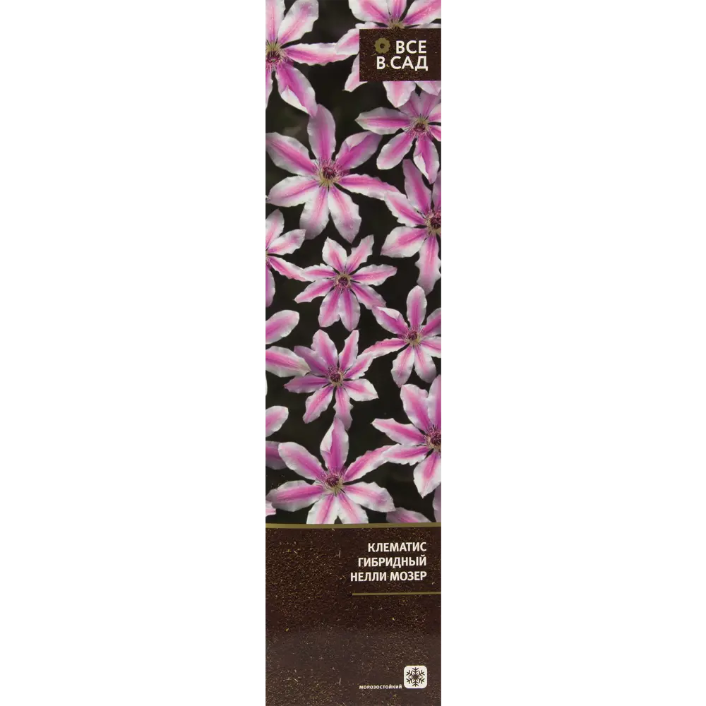 Клематис гибридный Нелли Мозер в тубе ВСЕ В САД STLM-2159424