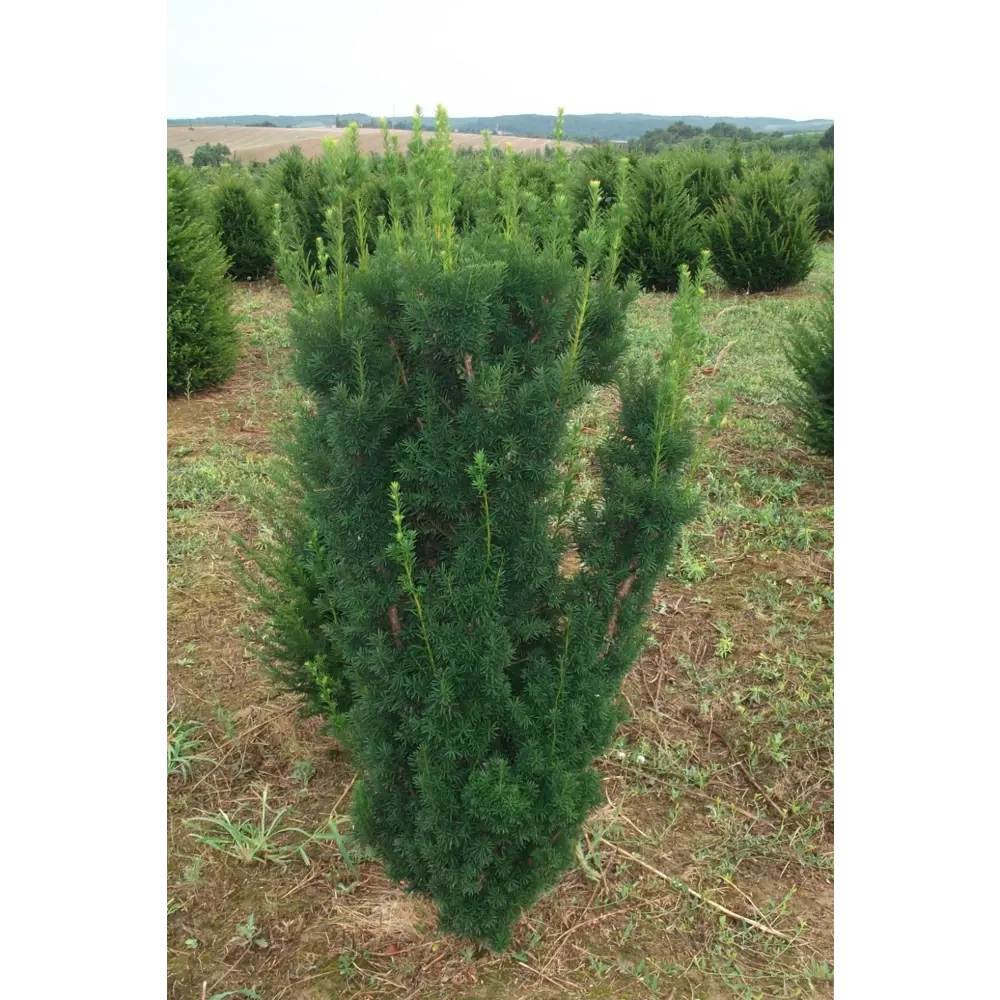 Тис средний Хиксии ø13 h20 - 30 см 87691160 STLM-2173337 PLANTMARKET 