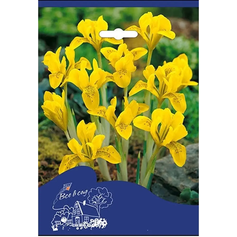 Ирис Денфорда 5/6, 5 шт Santreyd STLM-2211786 - Вид №1