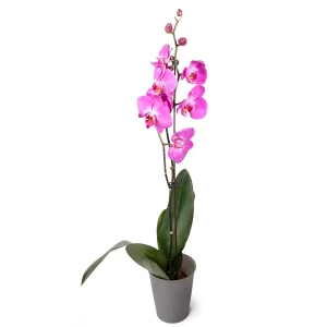Орхидея Фаленопсис 1 ствол микс ø12 h55 - 75 см