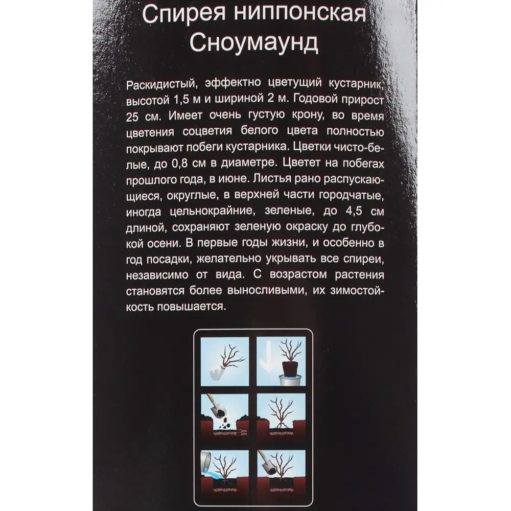 Спирея ниппоманская «Сноумаунд» (в тубе) 81948508 STLM-2145291 Santreyd  - Вид №2