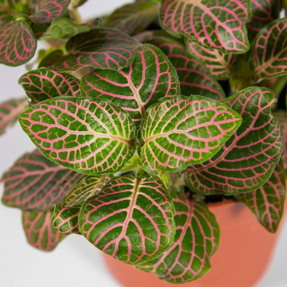 Фиттония микс Santreyd - комнатное растение с декоративными листьями 85324865 STLM-0061477 - Вид №4