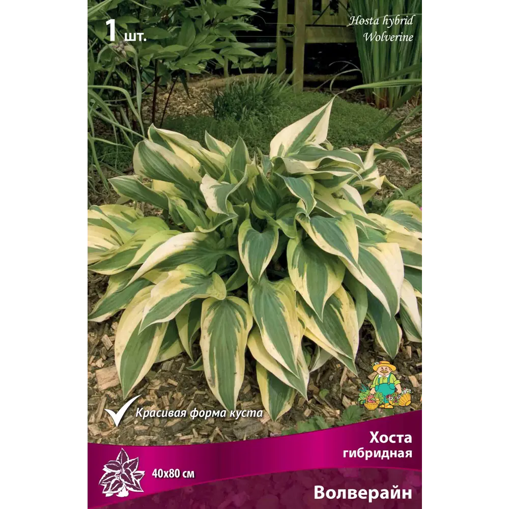 Хоста гибридная «Волверайн», 1 шт. 82118745 STLM-2179174 Santreyd 