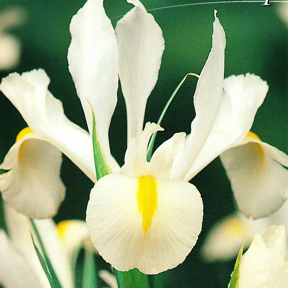 Ирис «White Excelsior», 6х7 см GEOLIA STLM-2096863
