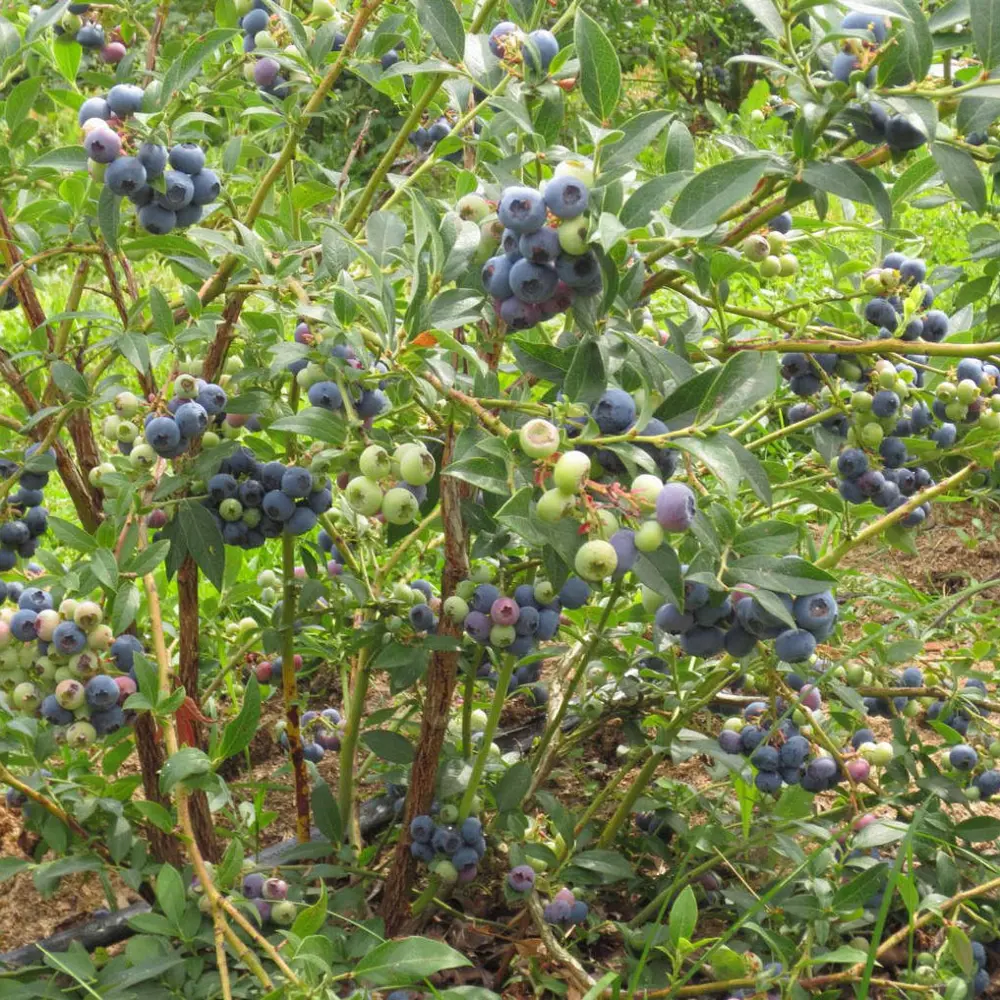 Голубика садовая Нельсон ø13 h20 см 87691175 STLM-2061956 PLANTMARKET 