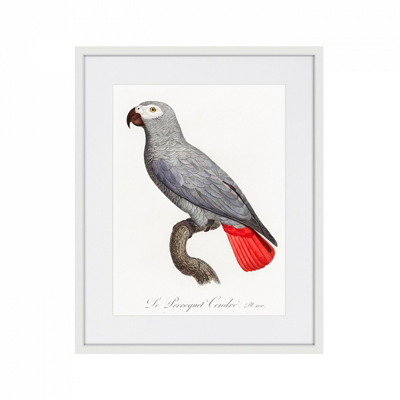 Картина в раме 52х42 см Beautiful parrots №2, 1872г. КАРТИНЫ В КВАРТИРУ  264295 Красный;серый;разноцветный  - Вид №1